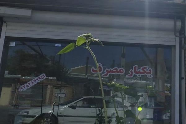 تصویرظروف یک بار مصرف