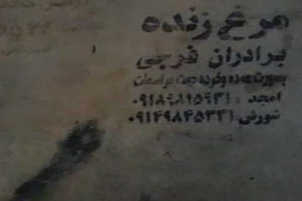 تصویرمرغ زنده 