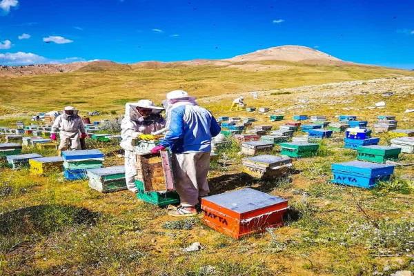 تصویرفروشگاه عسل طبیعی افشار بال