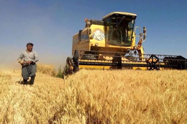 نرخ خرید تضمینی گندم ۱۹.۵ هزار تومان تعیین شد تصویر خبر