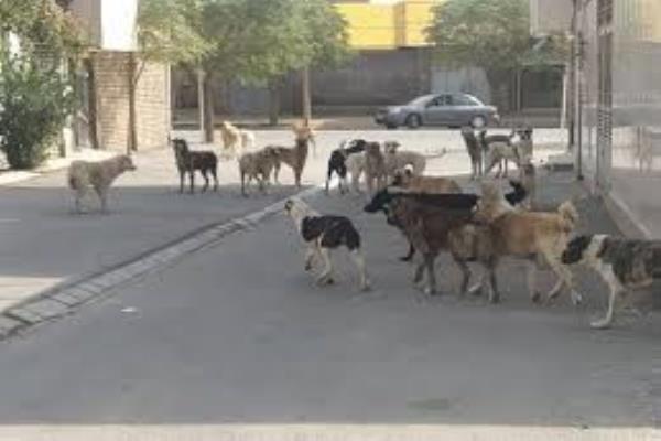 کارزار جمع آوری سگ های ولگرد https://www.karzar.net/152051 تصویر خبر